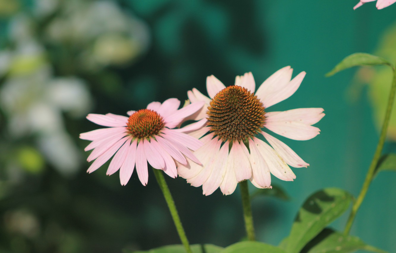 Echinacea Wallpapers