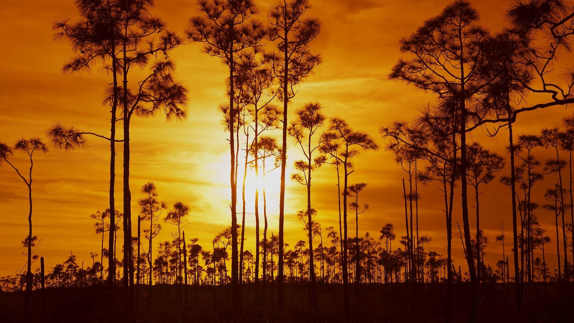 Everglades National Park Wallpapers