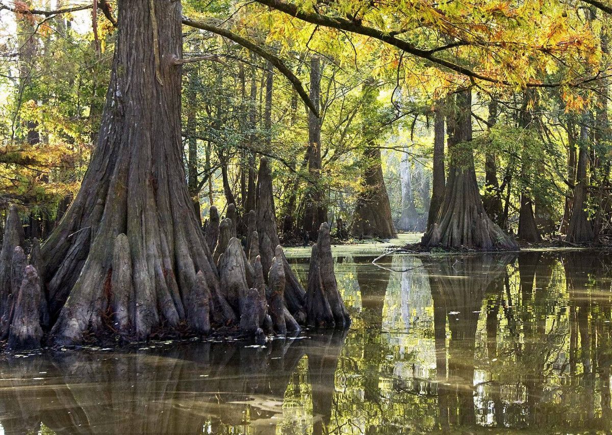 Everglades National Park Wallpapers