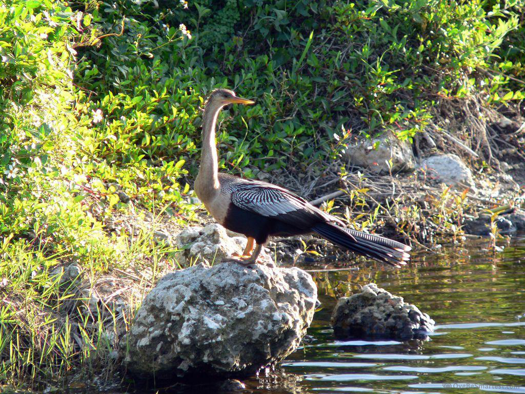 Everglades National Park Wallpapers