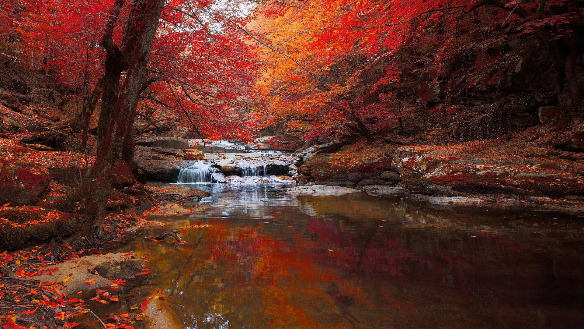 Fall Foliage Forest Lake Nature Reflection Wallpapers