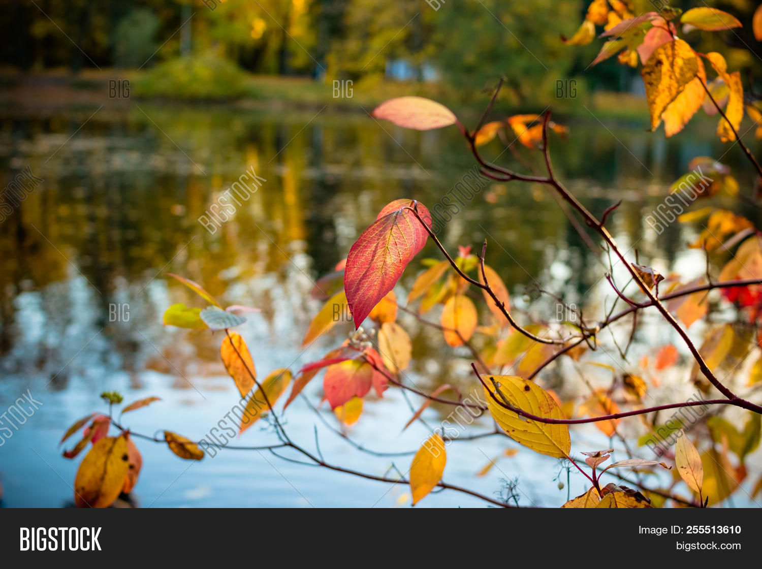 Fall Foliage Forest Lake Nature Reflection Wallpapers