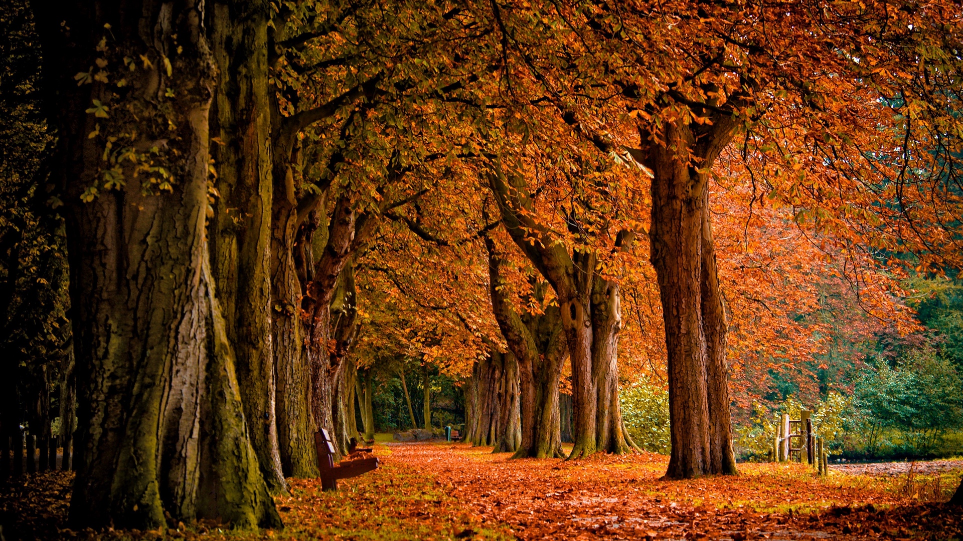 Fallen Leaves From Tree Wallpapers