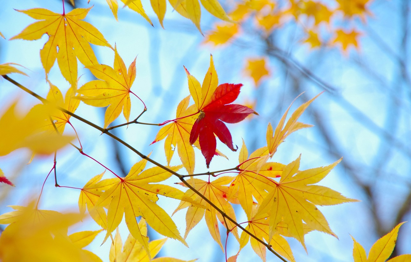 Fallen Leaves From Tree Wallpapers