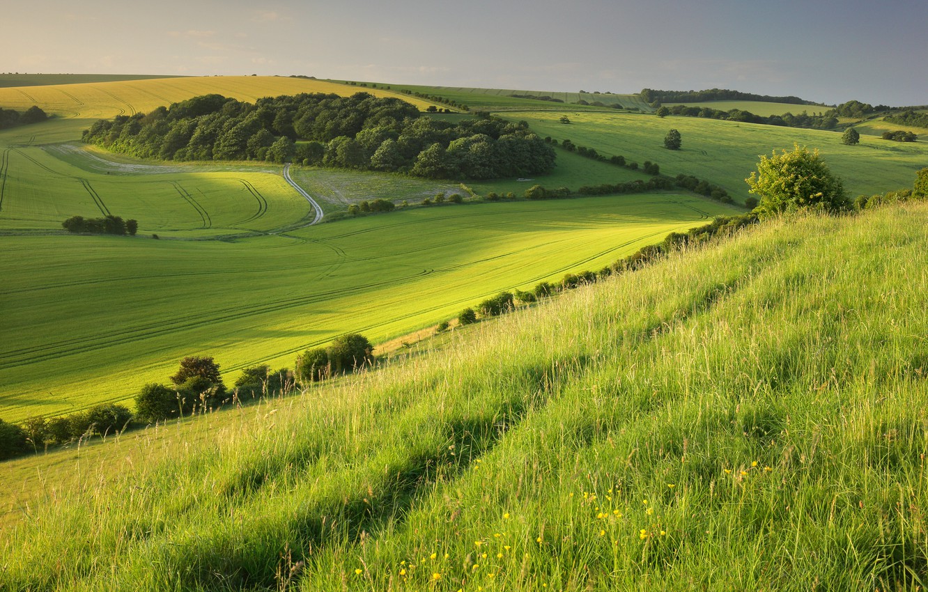 Field Wallpapers