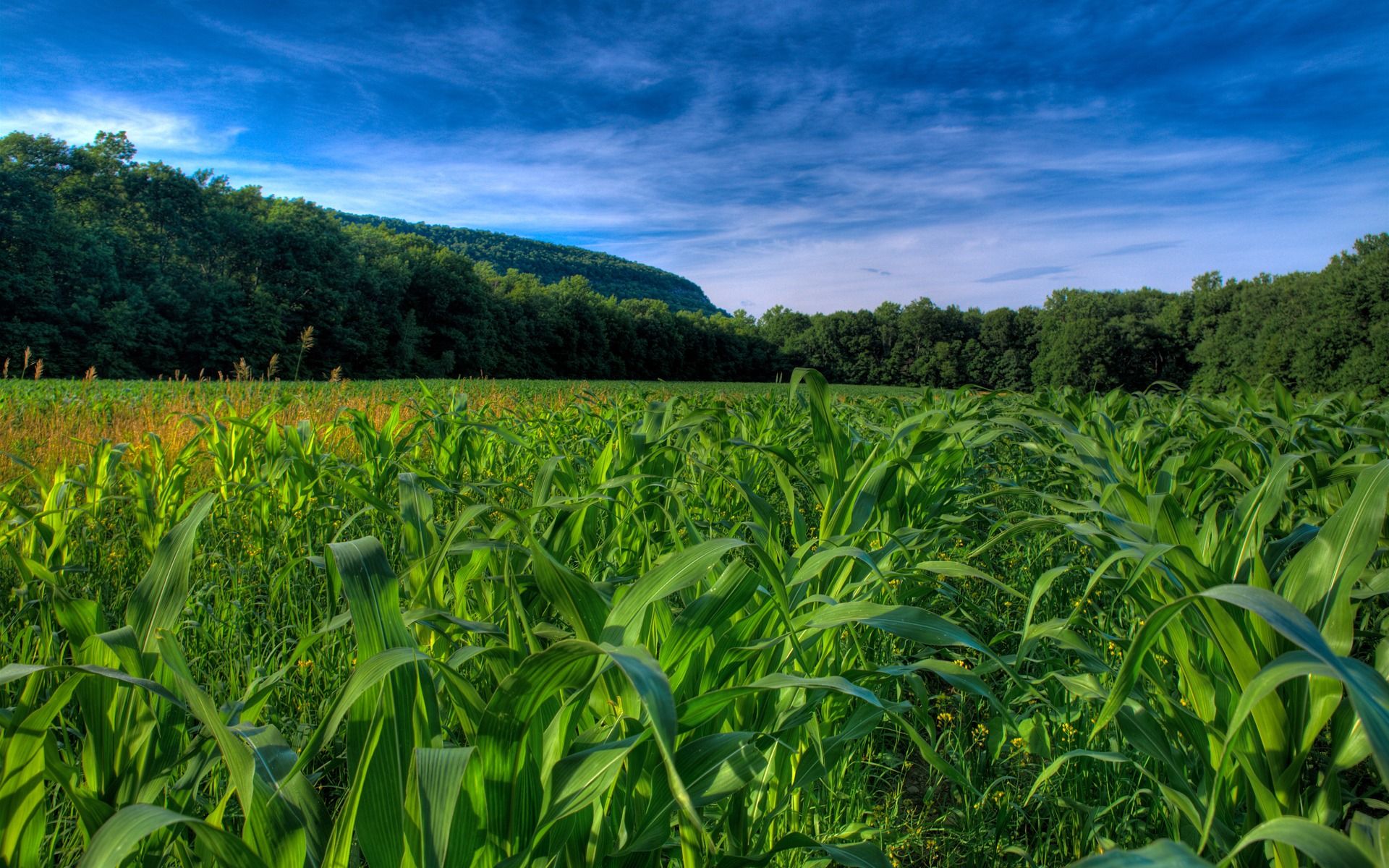 Field Wallpapers