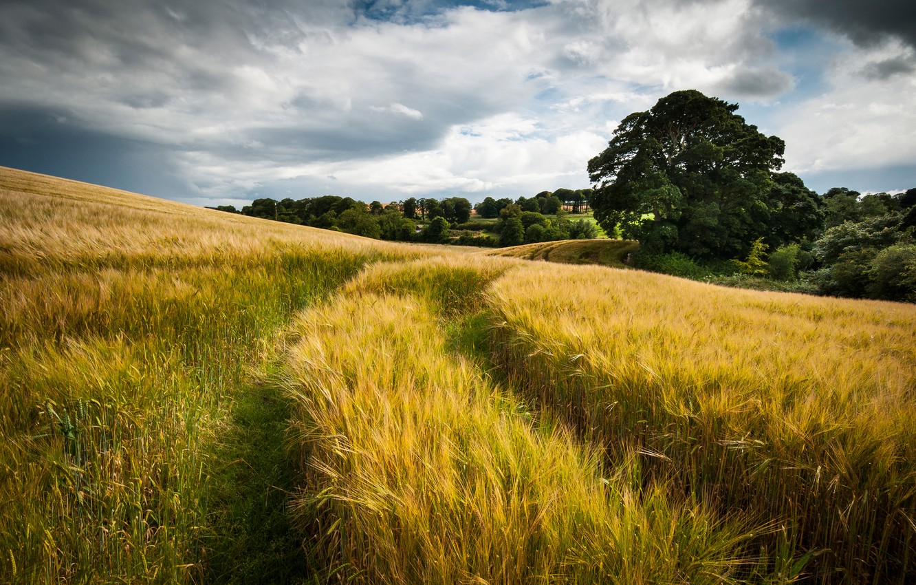 Field Summer Nature Cloud Wallpapers