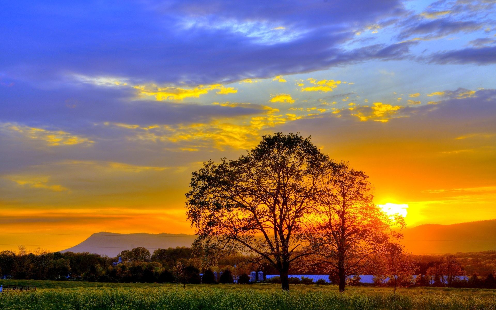 Field Summer Sunset Wallpapers