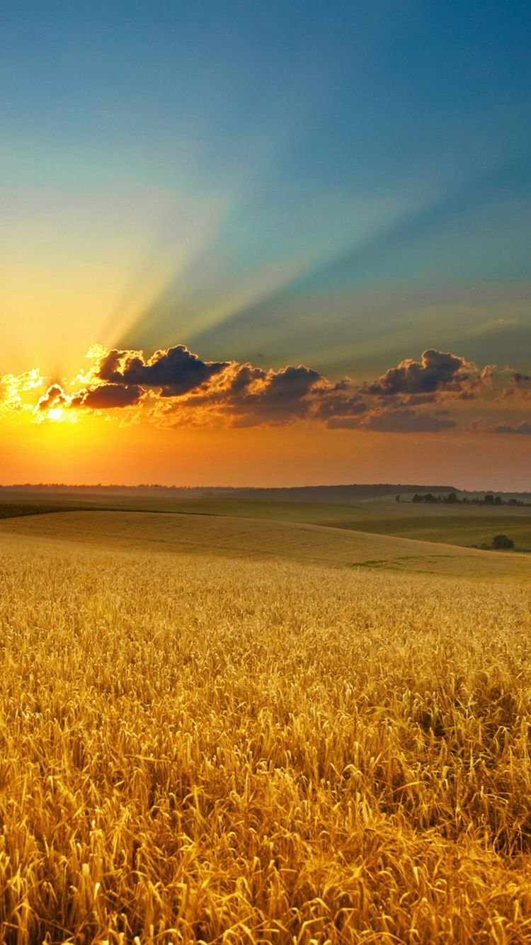 Field Summer Sunset Wallpapers