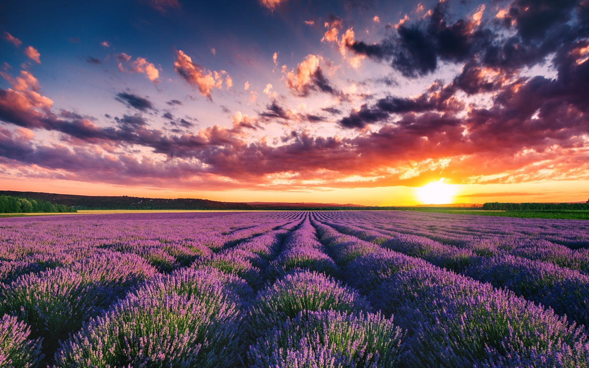 Field Summer Sunset Wallpapers