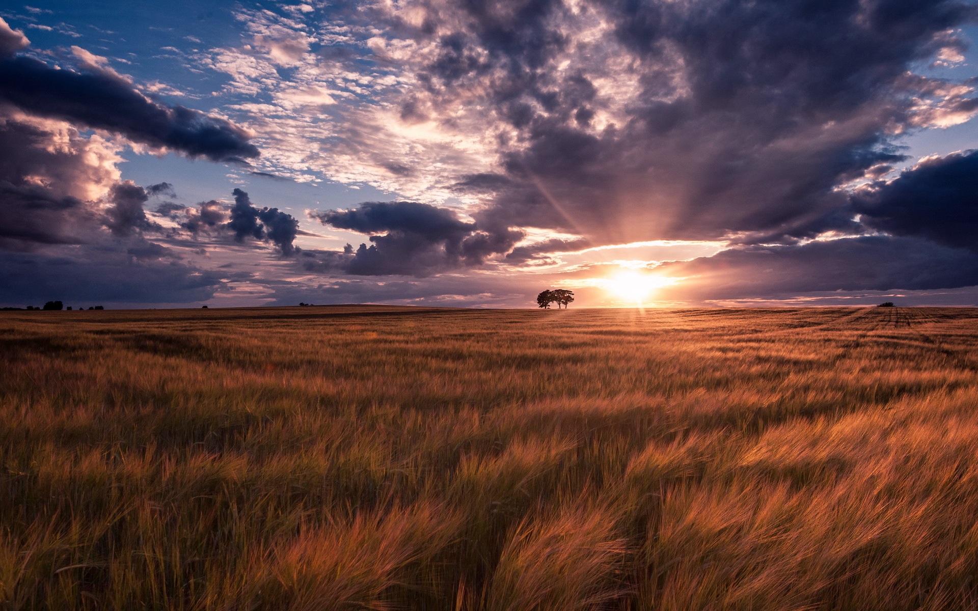 Field Summer Sunset Wallpapers