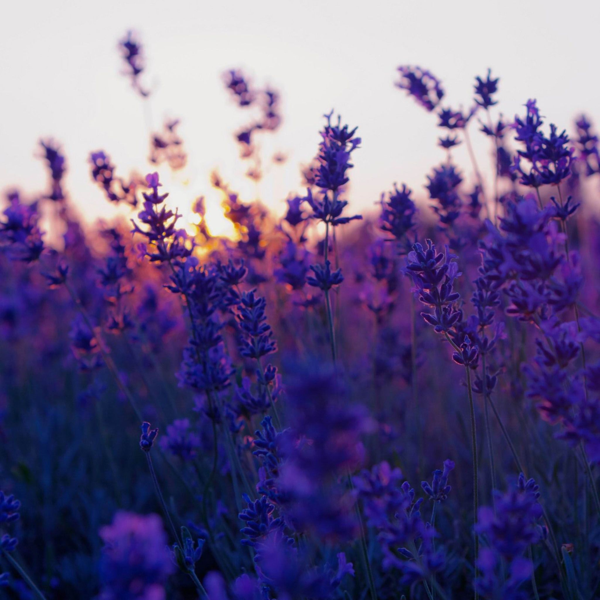 Field Summer Sunset Wallpapers