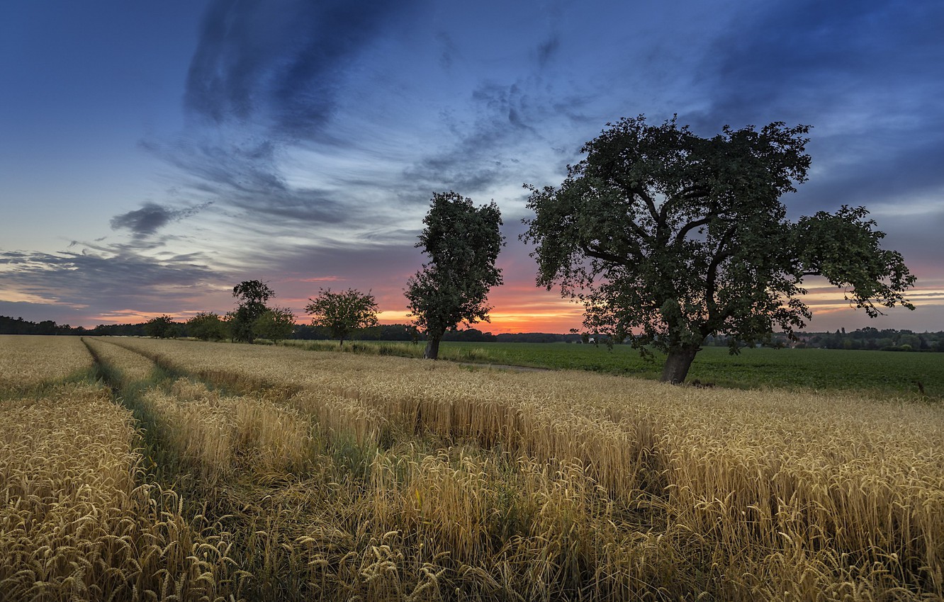 Field Summer Sunset Wallpapers