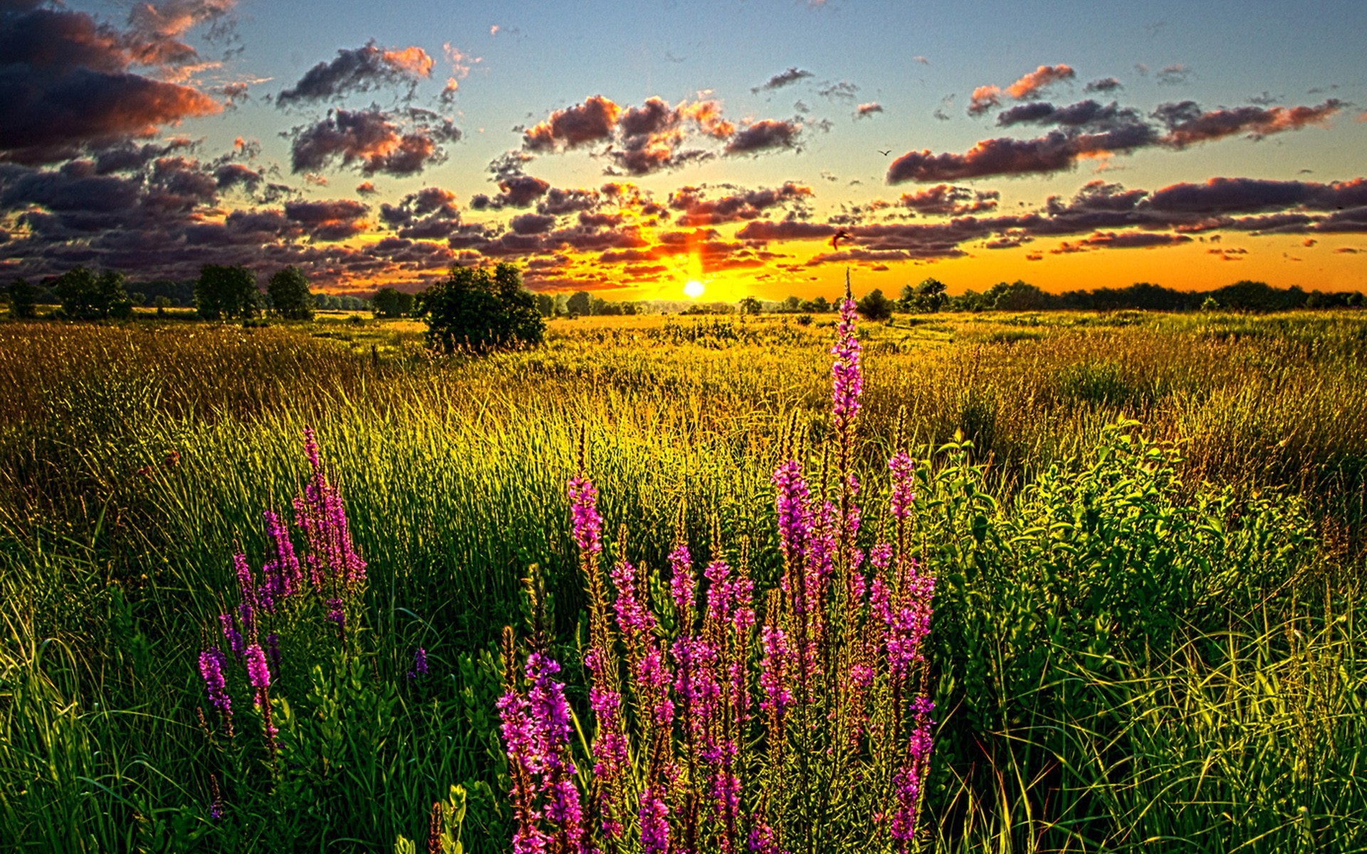 Field Summer Sunset Wallpapers