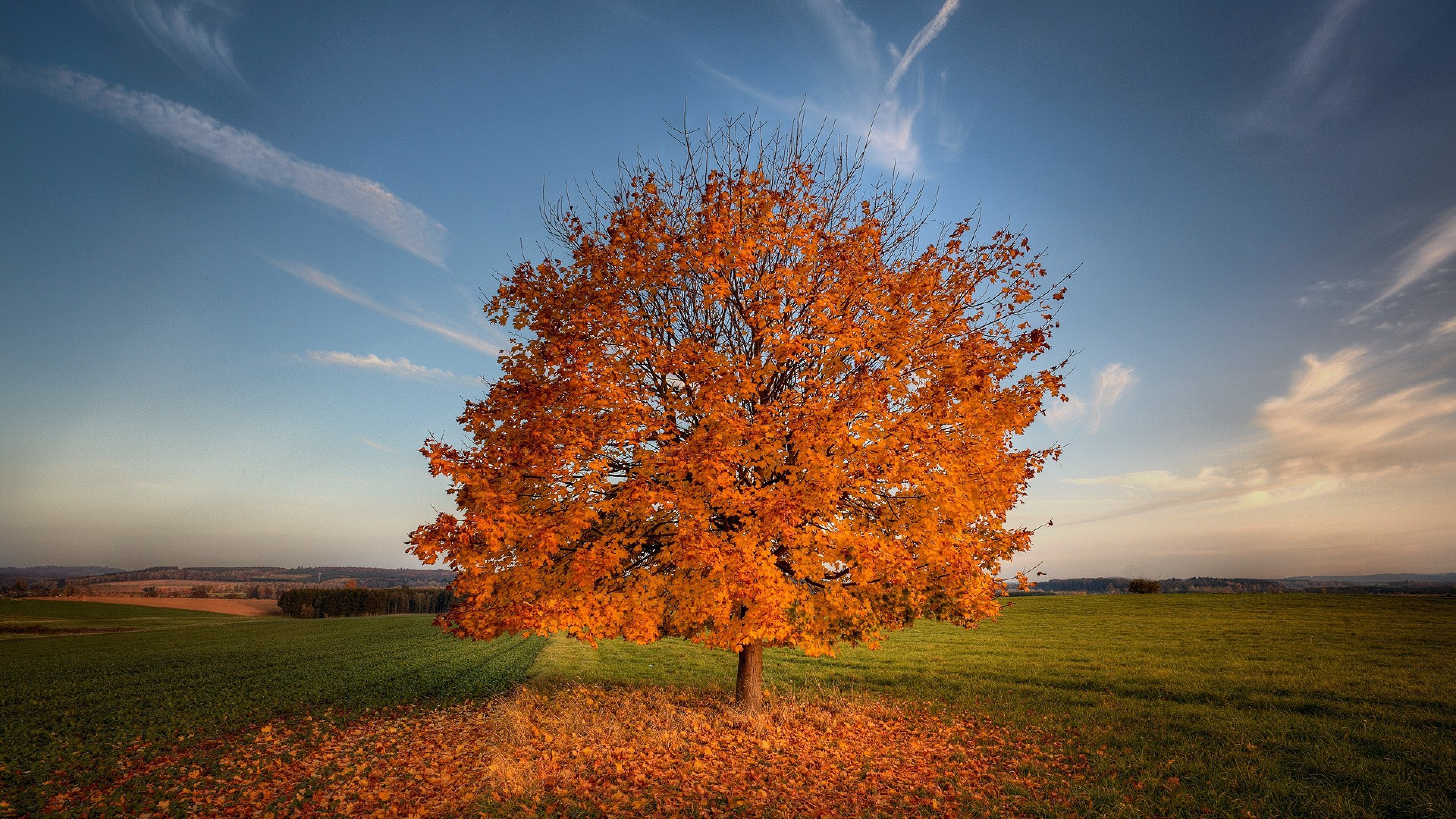 Field With Lone Tree In Autumn Wallpapers