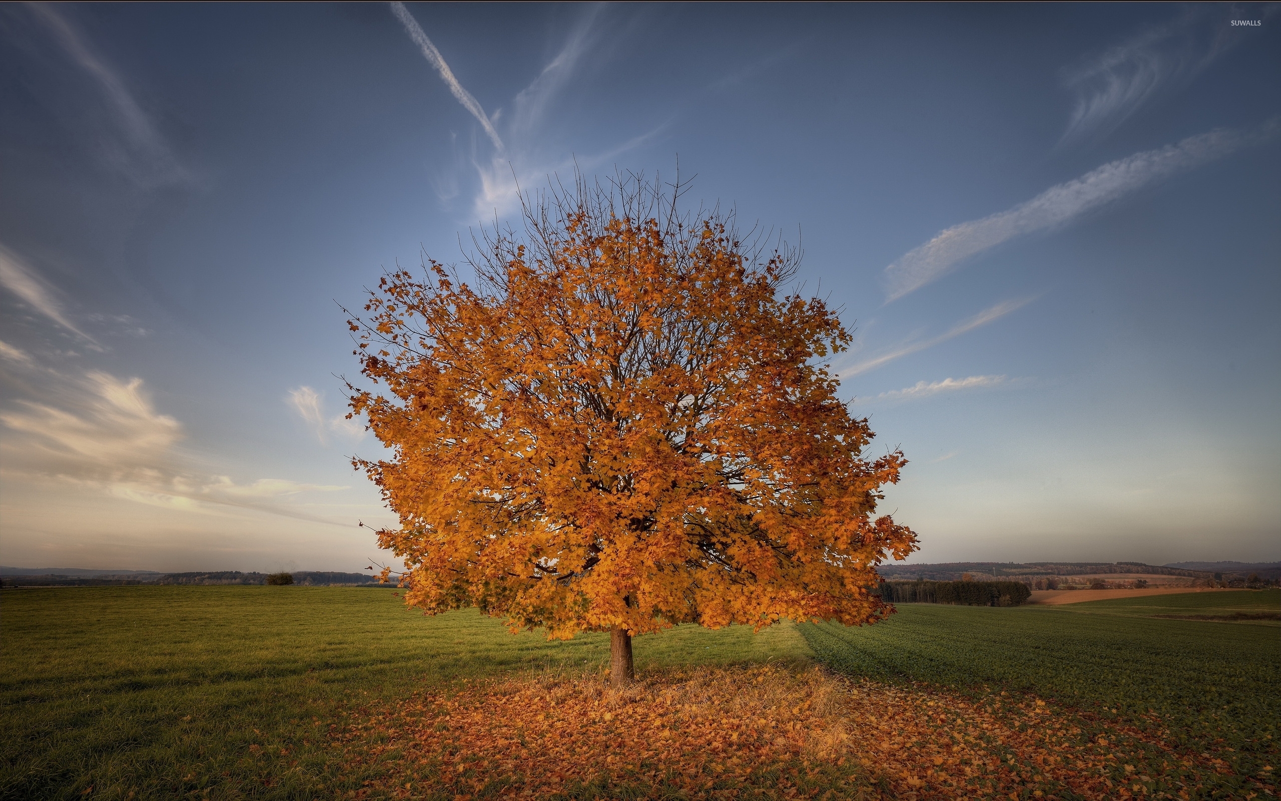 Field With Lone Tree In Autumn Wallpapers