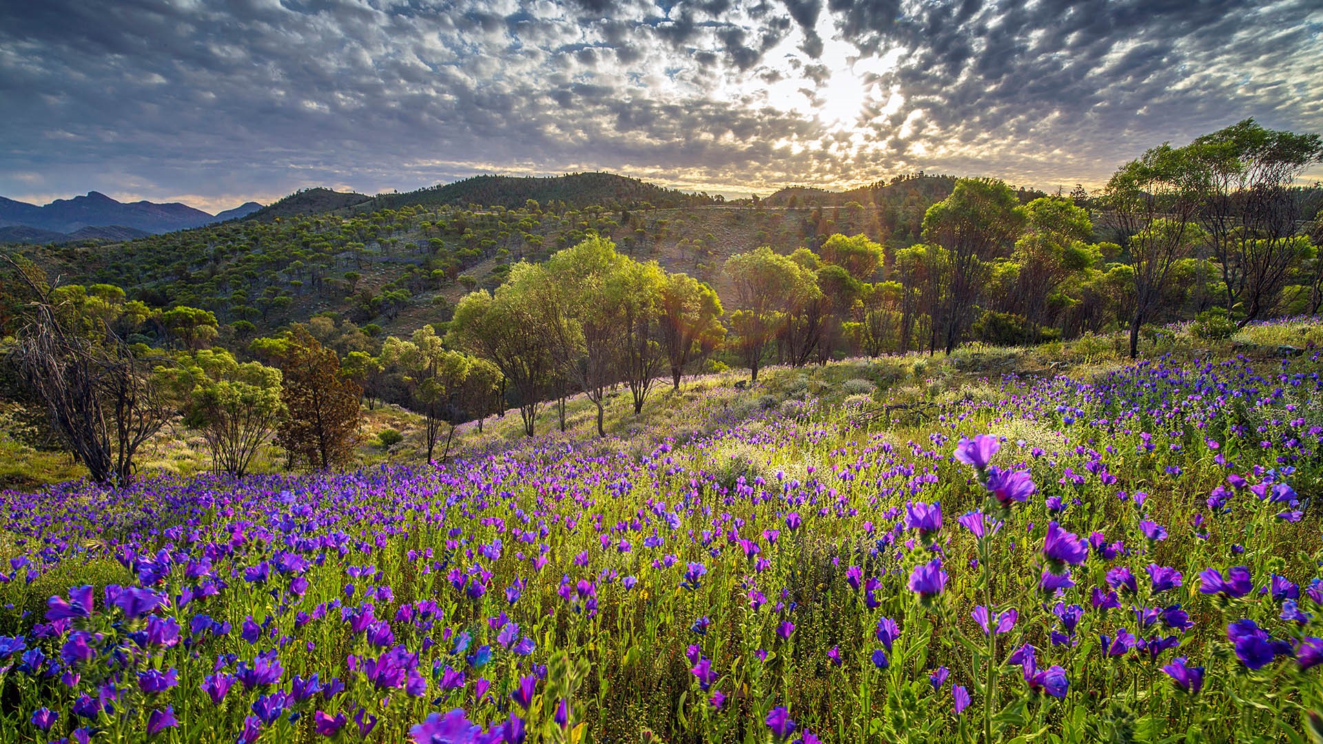 Flinders Ranges Wallpapers