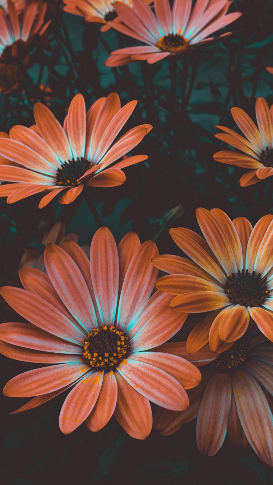 Flower Wallpapers