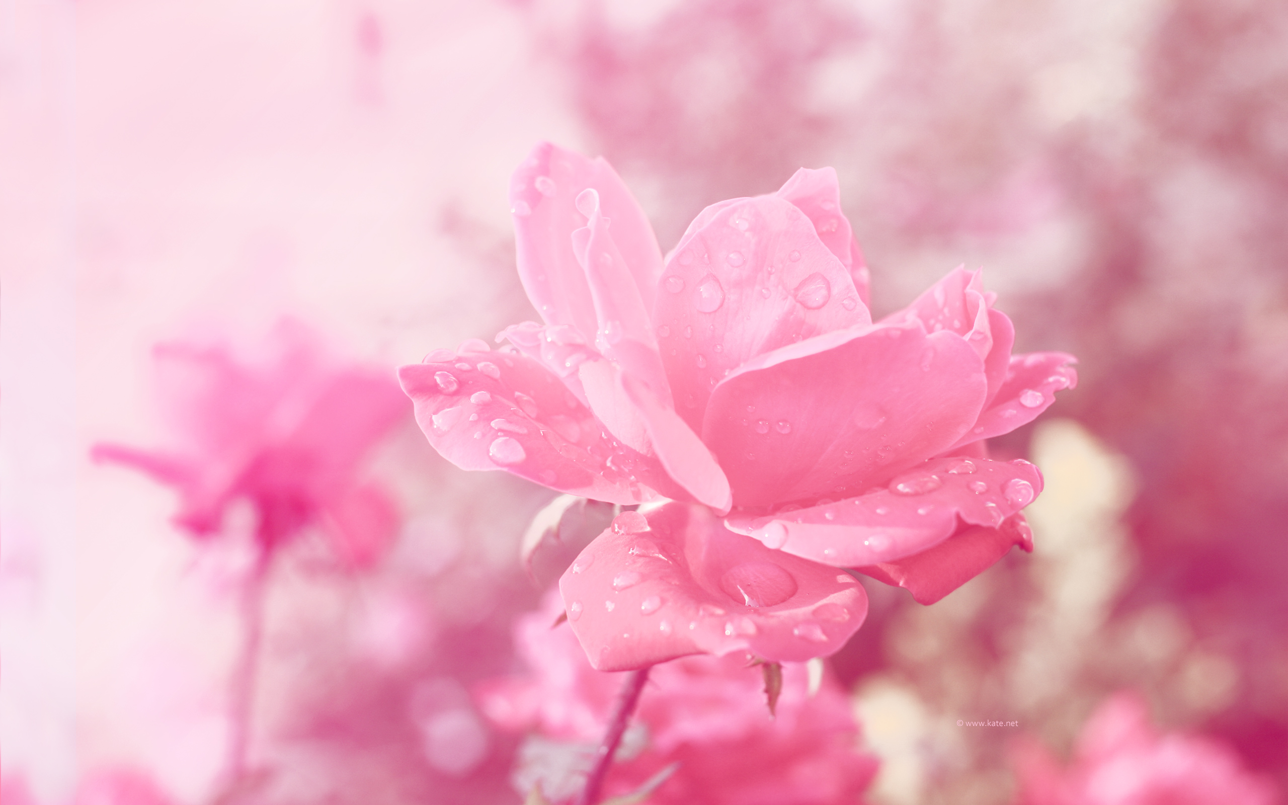 Flower Wallpapers