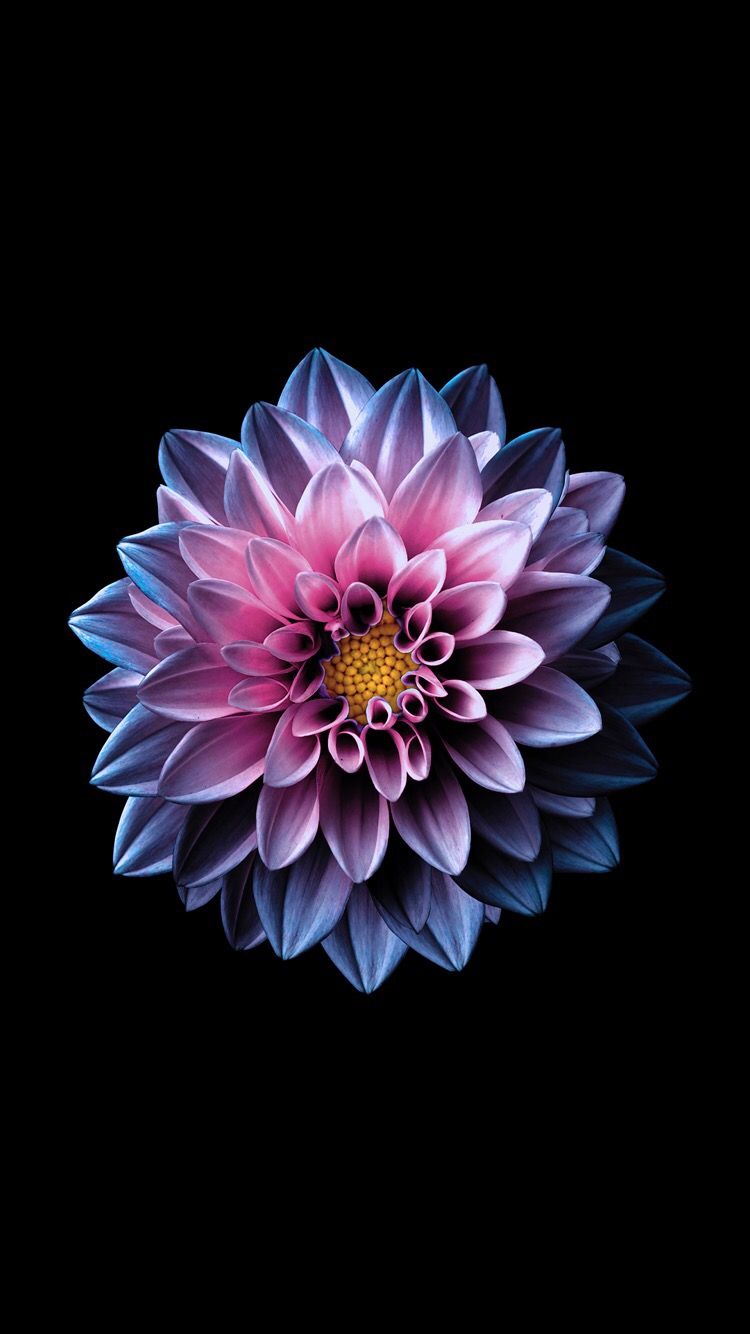 Flower Wallpapers