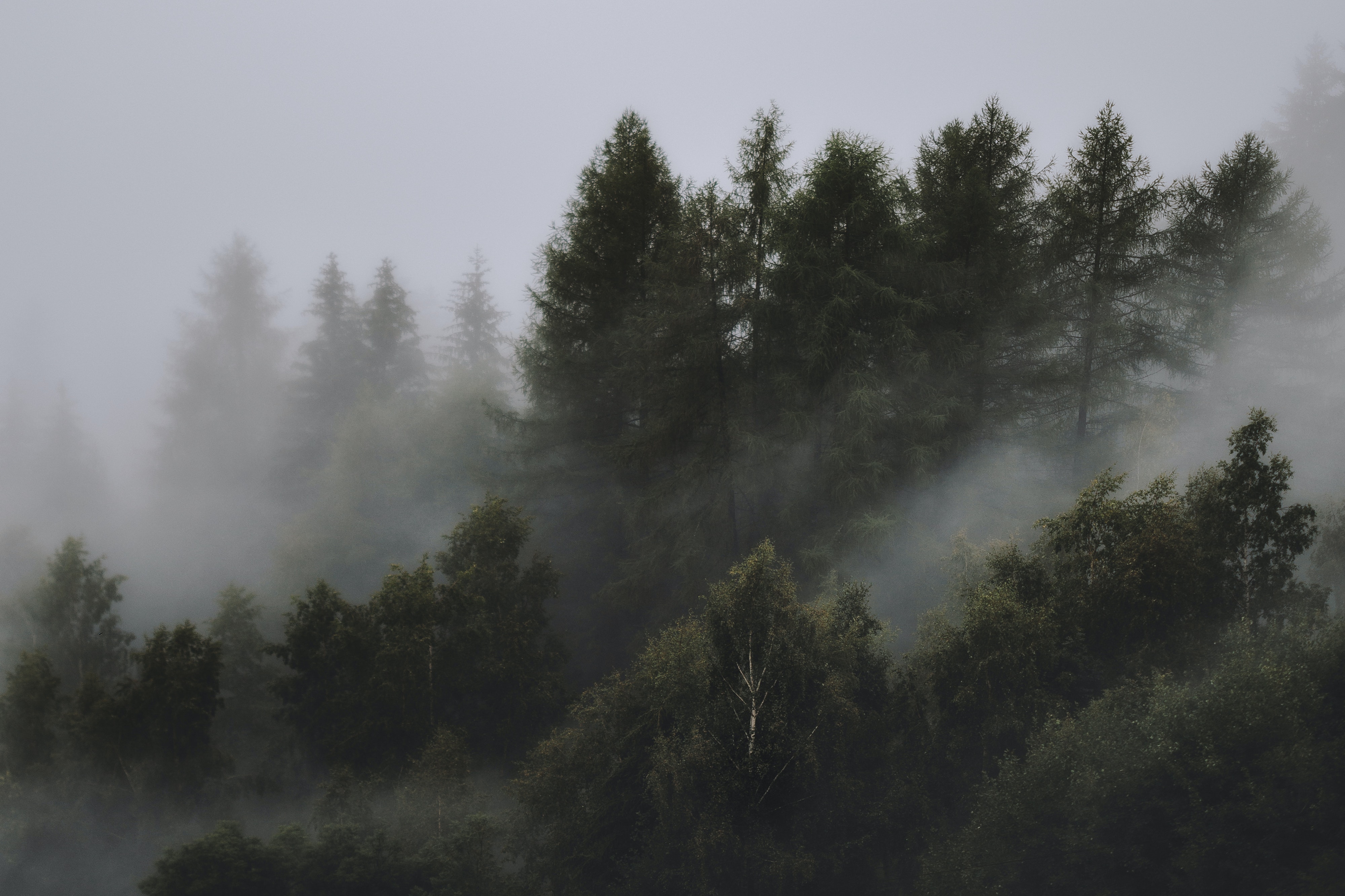 Fog Around Tree Wallpapers