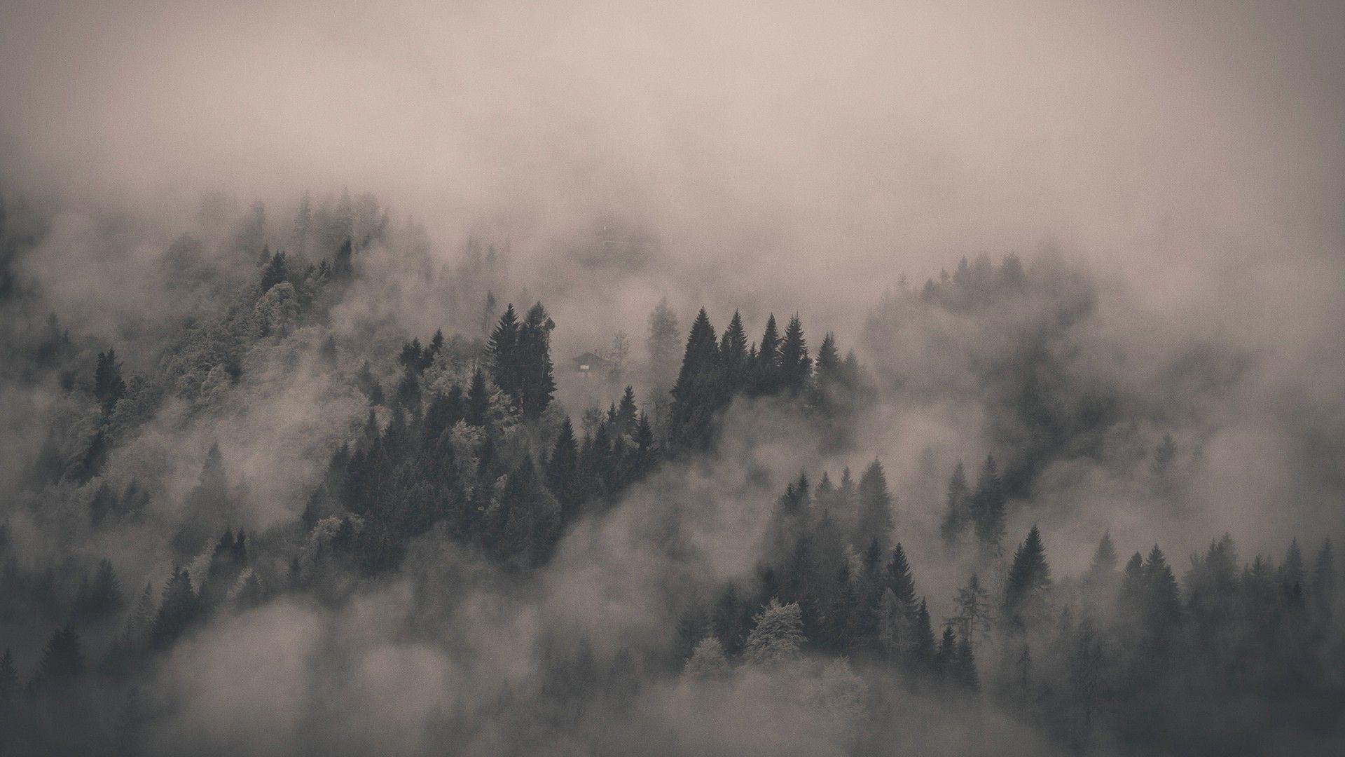 Fog Forest Mountain Photography Wallpapers