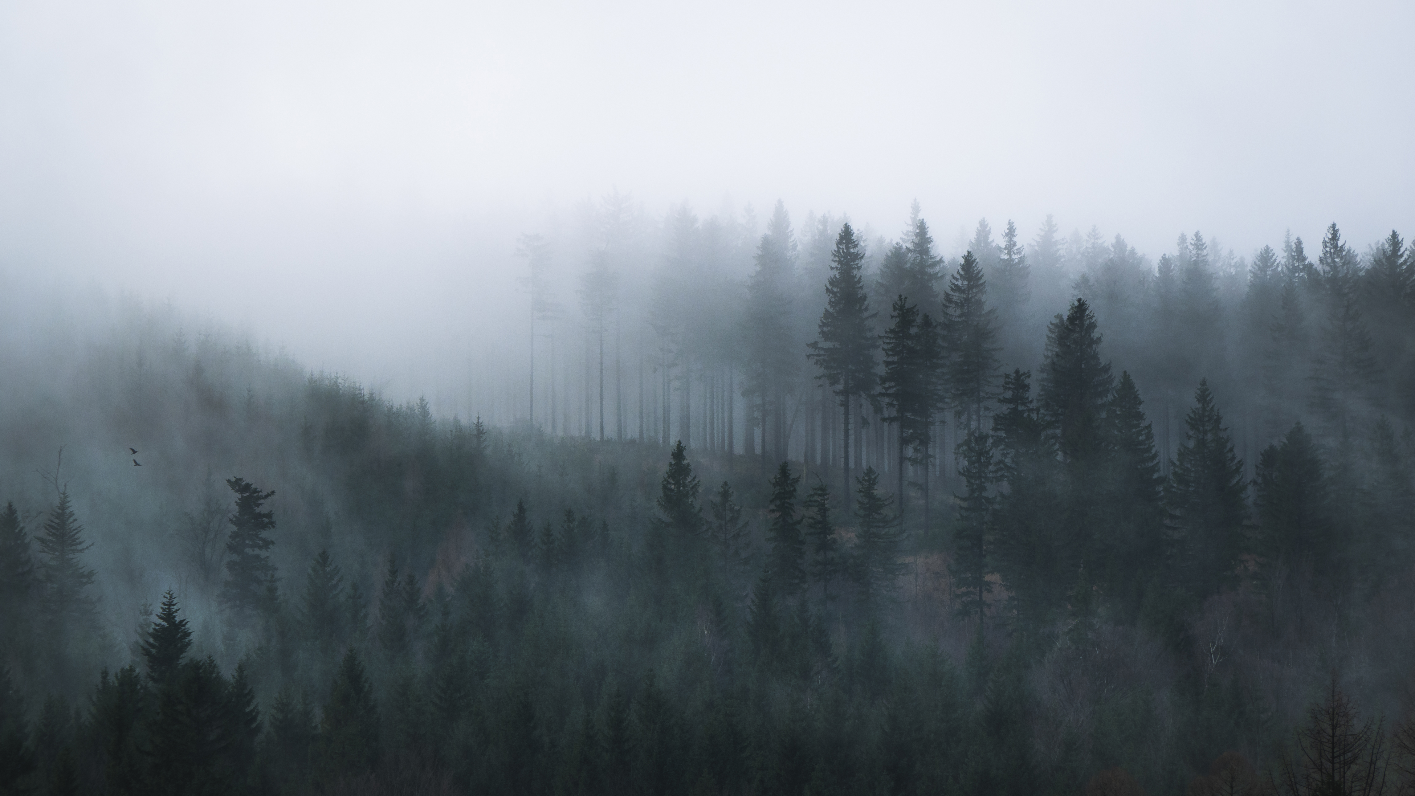 Fog Forest Mountain Photography Wallpapers