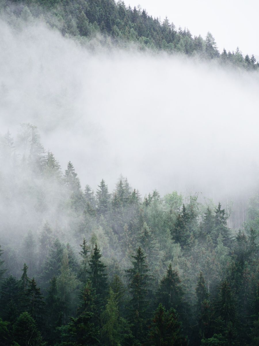 Fog Forest Mountain Photography Wallpapers