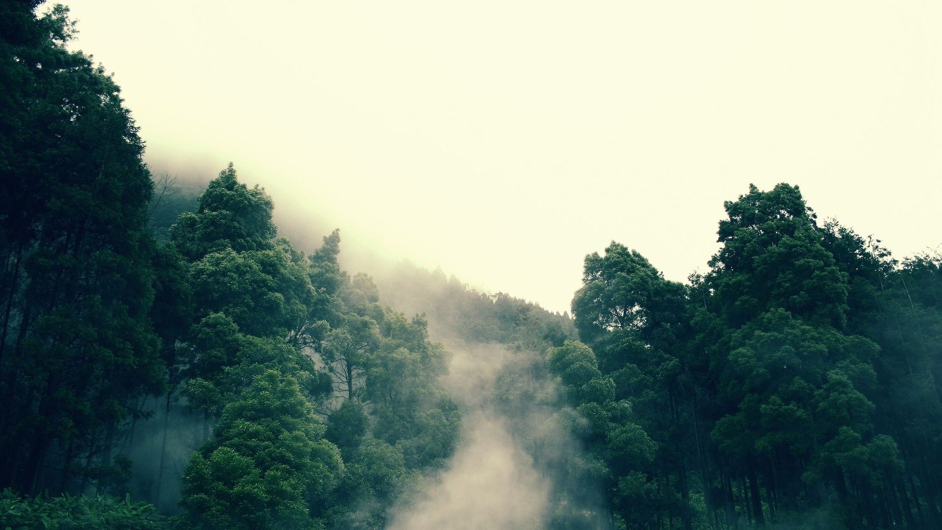Fog Forest Mountain Photography Wallpapers