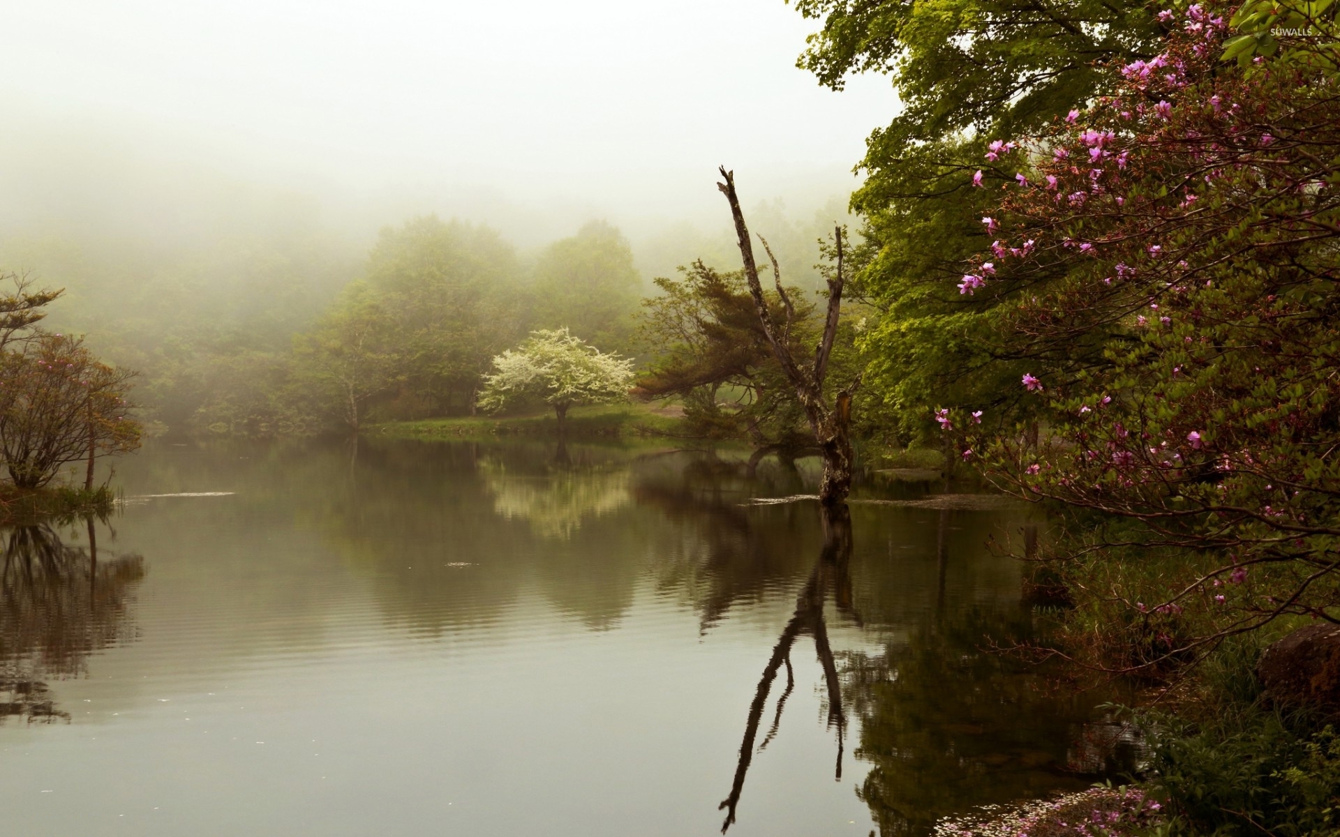 Fog Over Lake Wallpapers