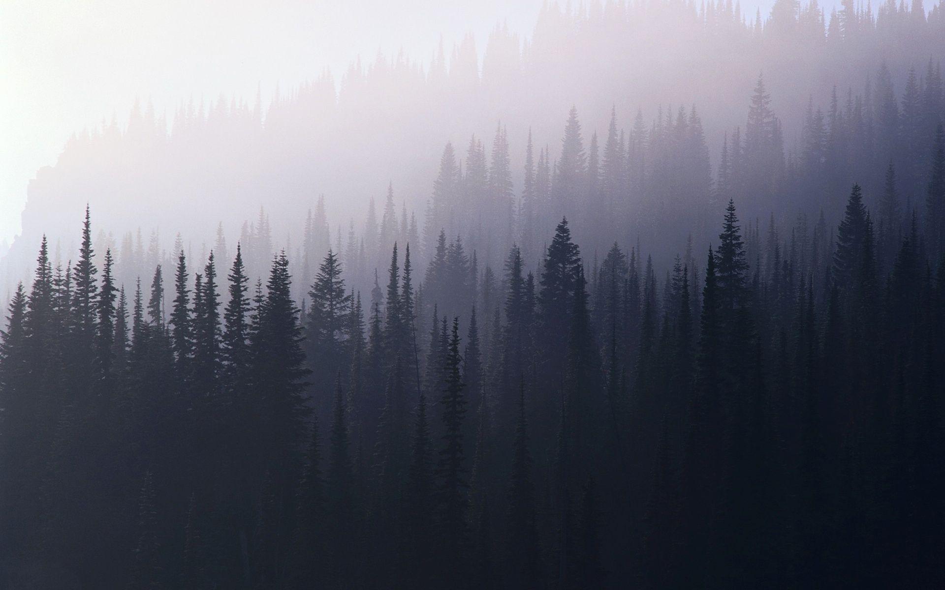 Foggy Forest Wallpapers