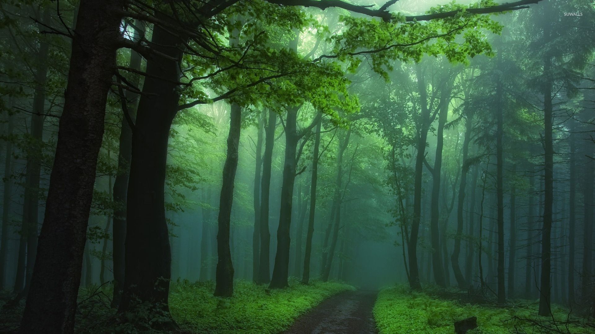 Foggy Forest Wallpapers