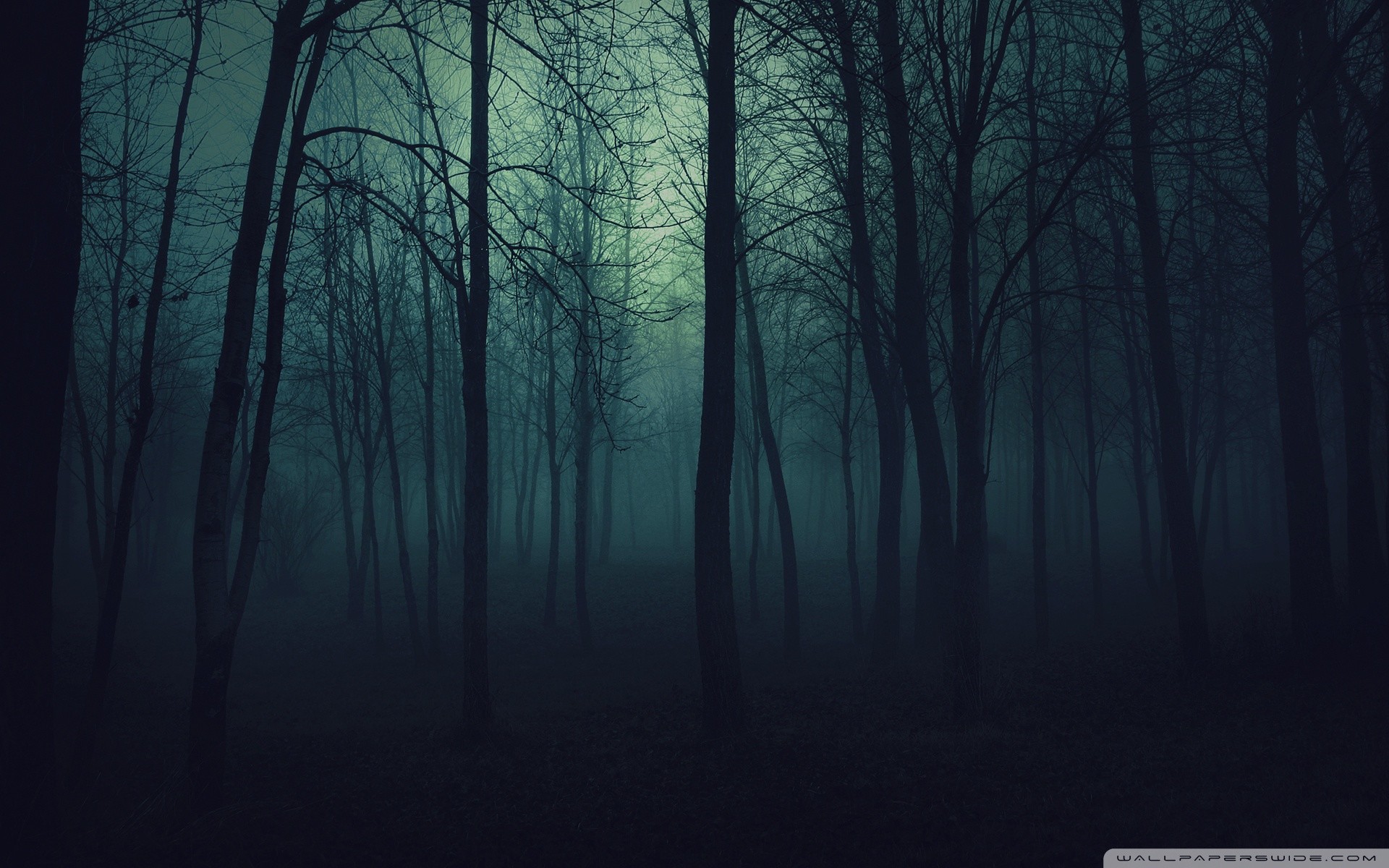 Foggy Forest Wallpapers