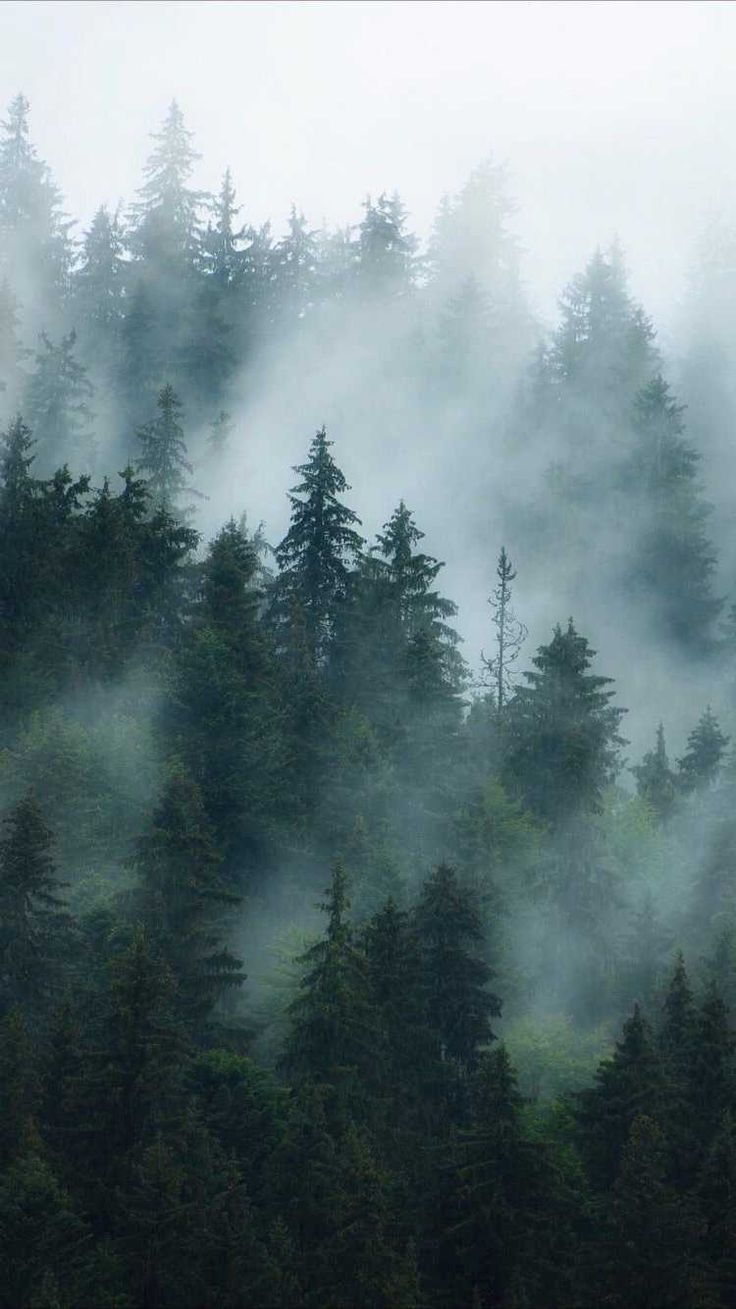 Foggy Forest Wallpapers