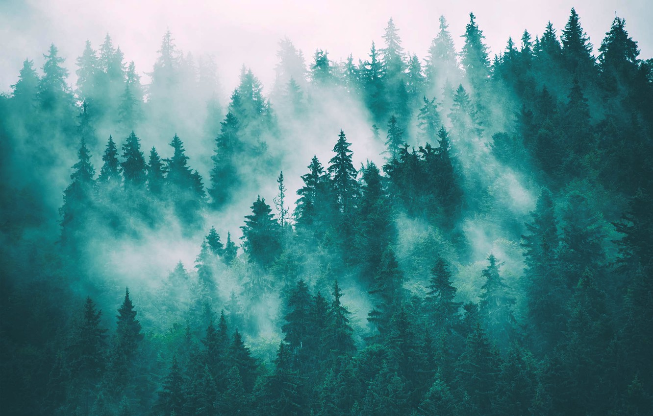 Foggy Forest Wallpapers