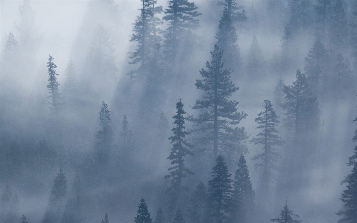 Foggy Forest Wallpapers