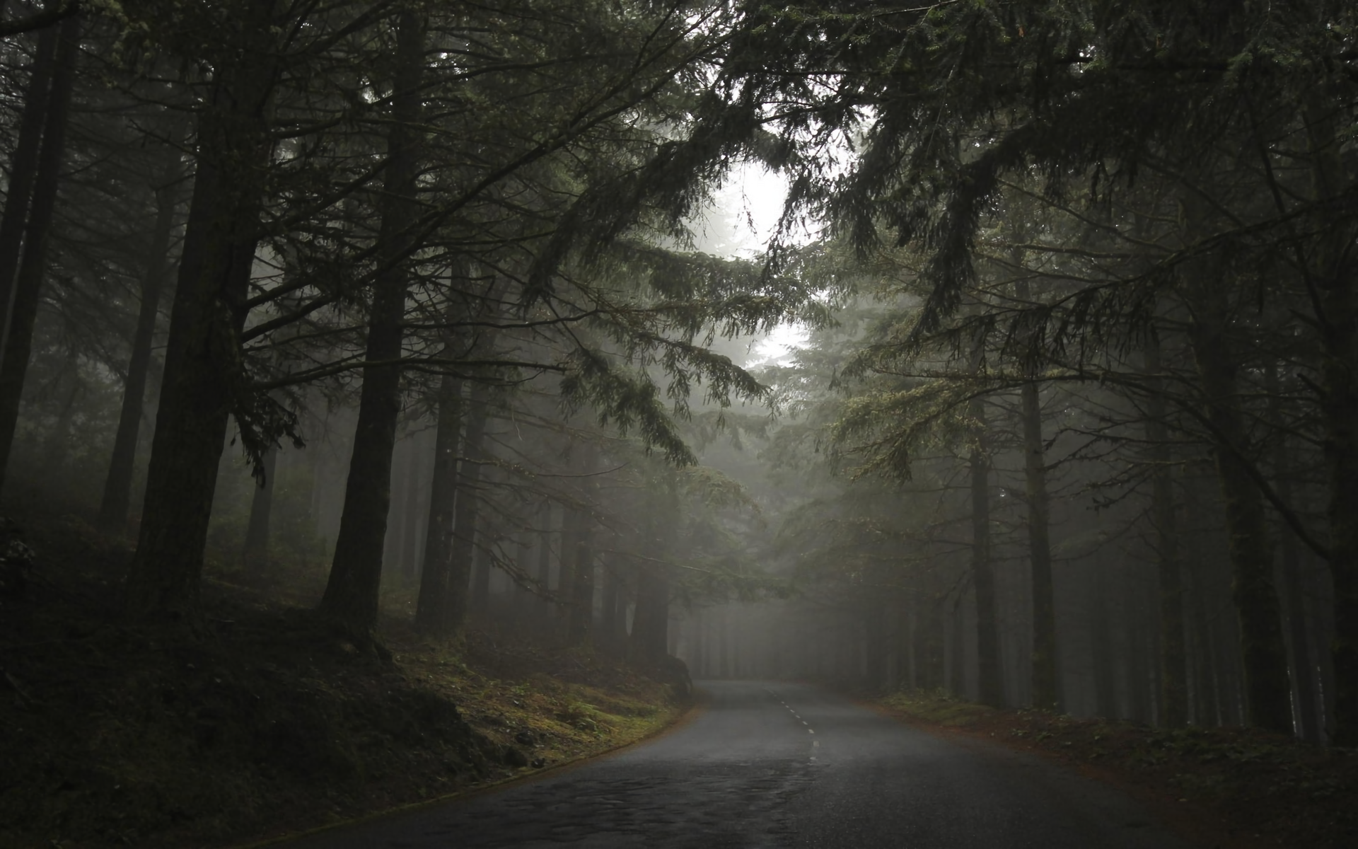 Foggy Forest Wallpapers