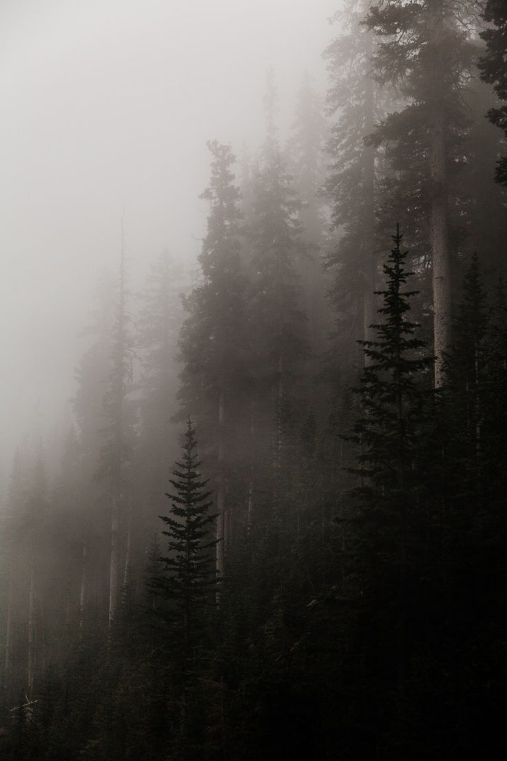 Foggy Forest Mountain Wallpapers