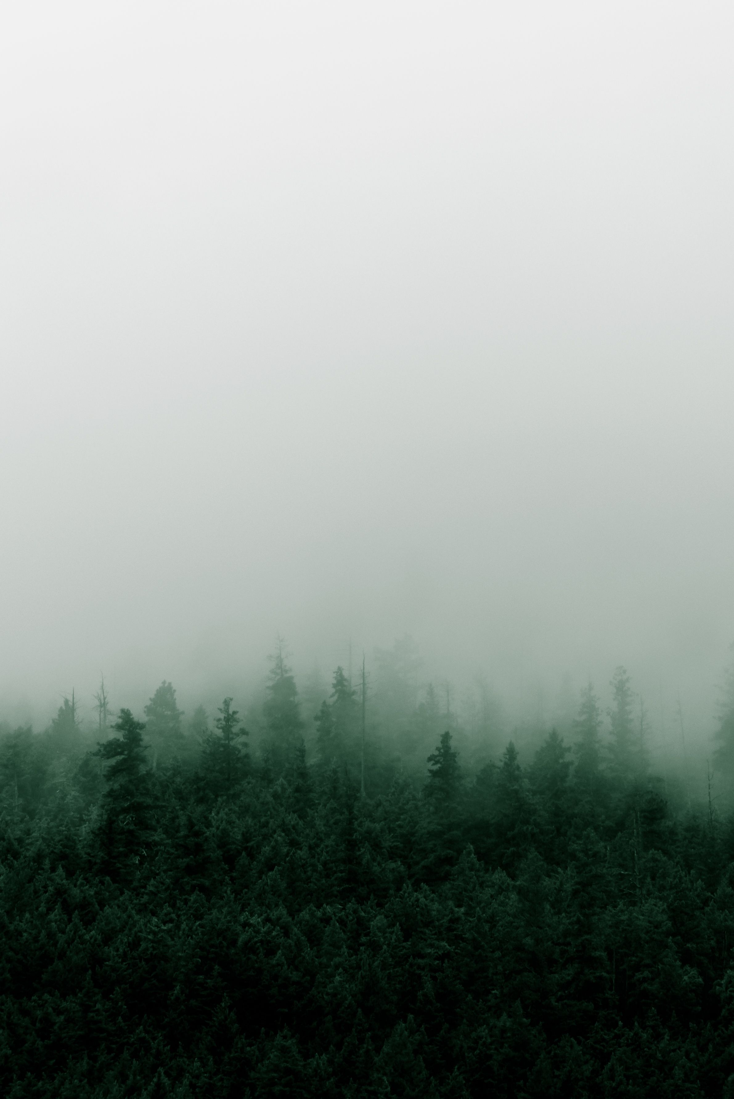 Foggy Forest Mountain Wallpapers