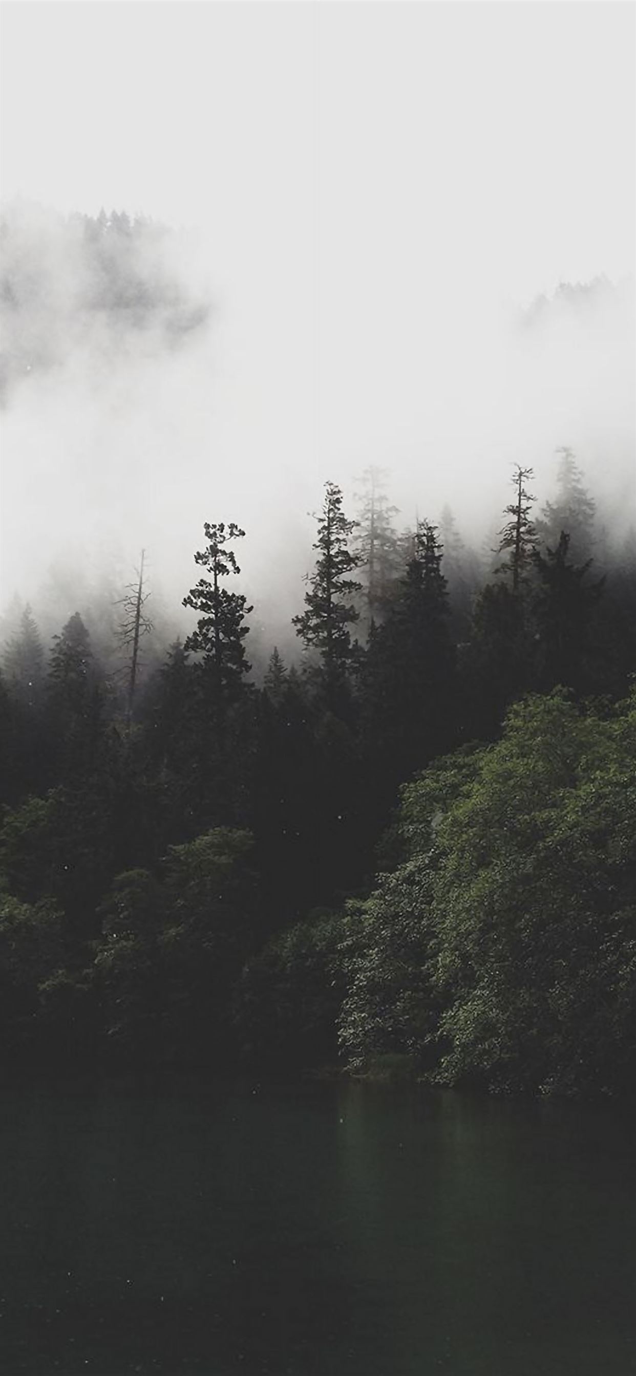 Foggy Forest Mountain Wallpapers