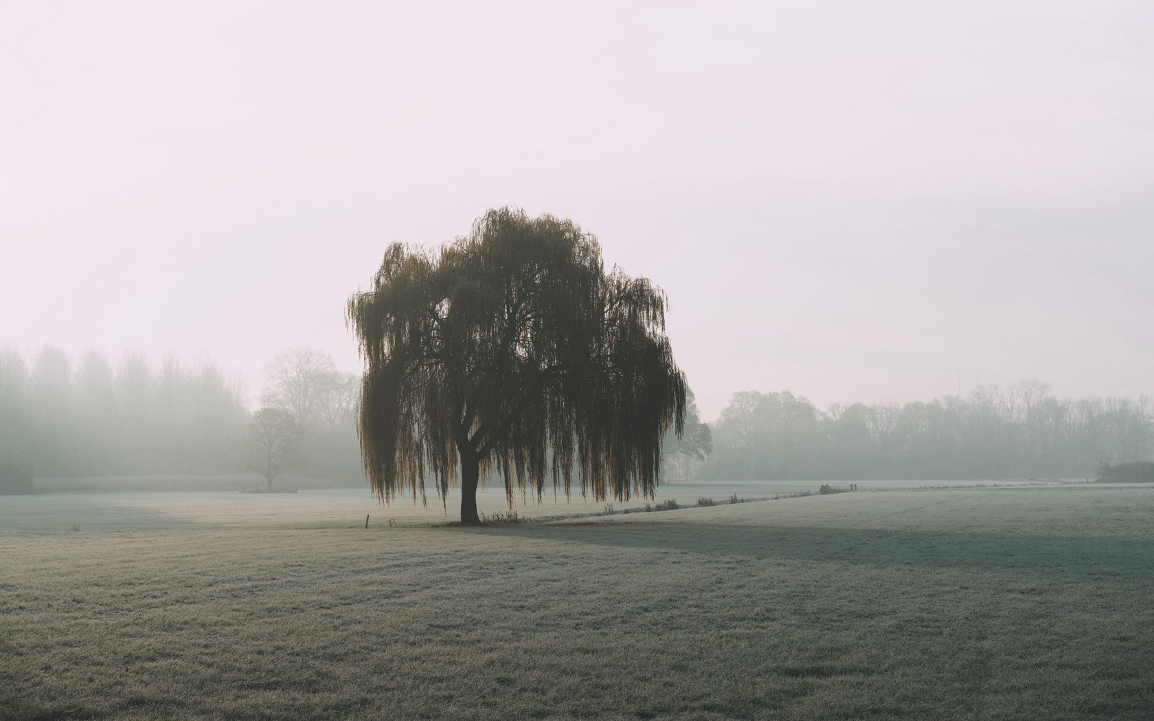 Fogy Field And A Tree Wallpapers