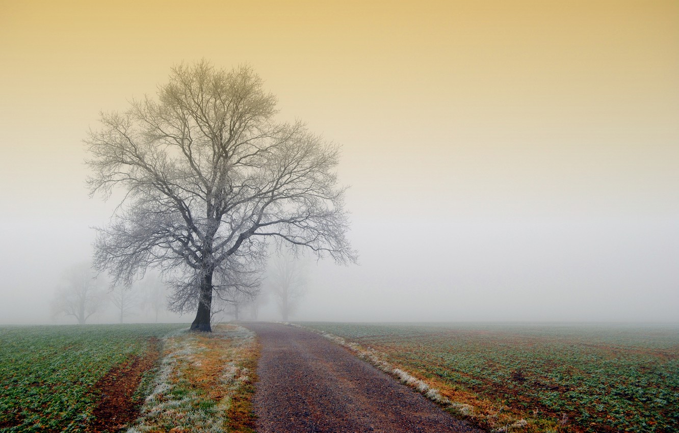 Fogy Field And A Tree Wallpapers