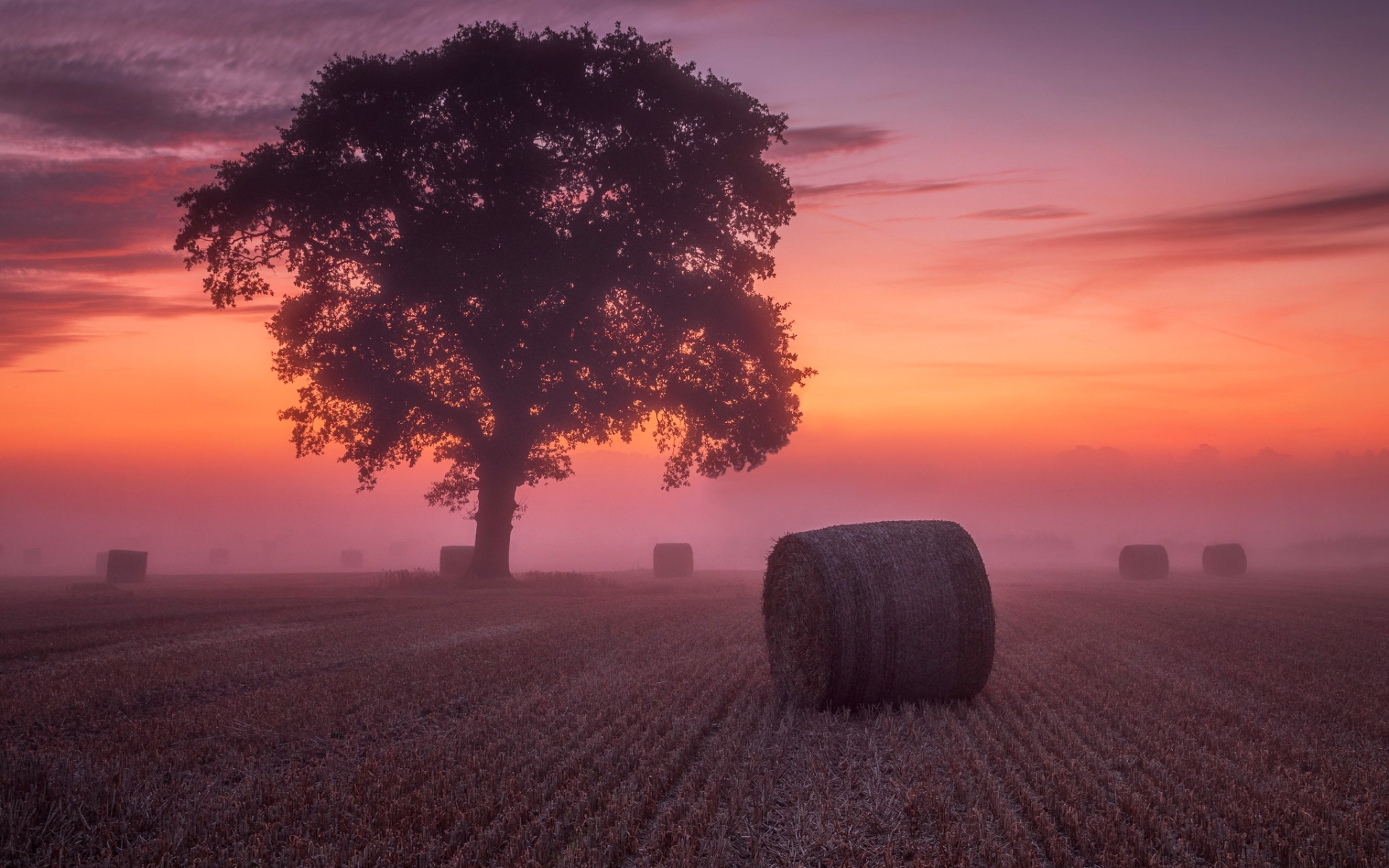 Fogy Field And A Tree Wallpapers