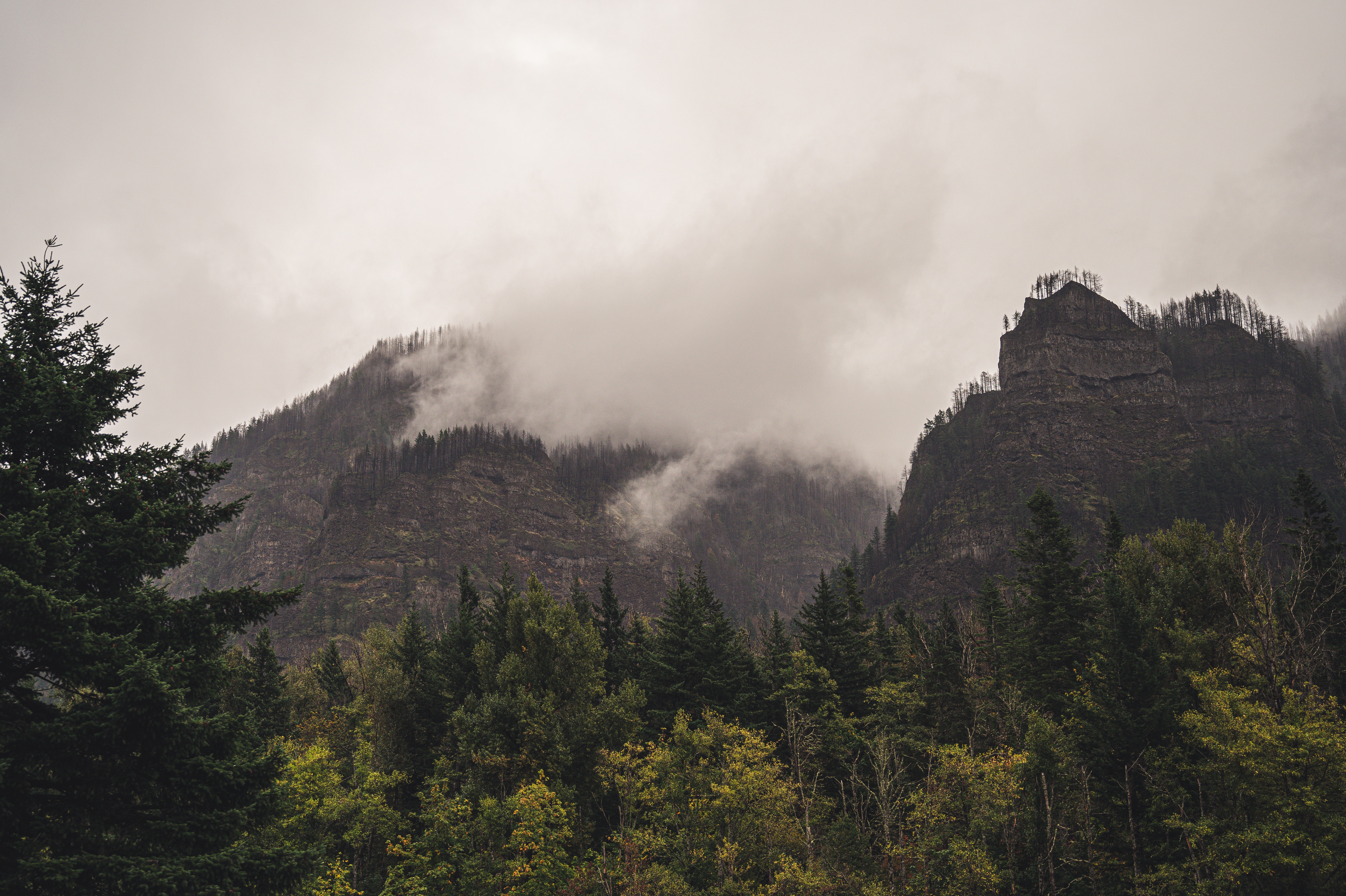 Fogy Field And A Tree Wallpapers