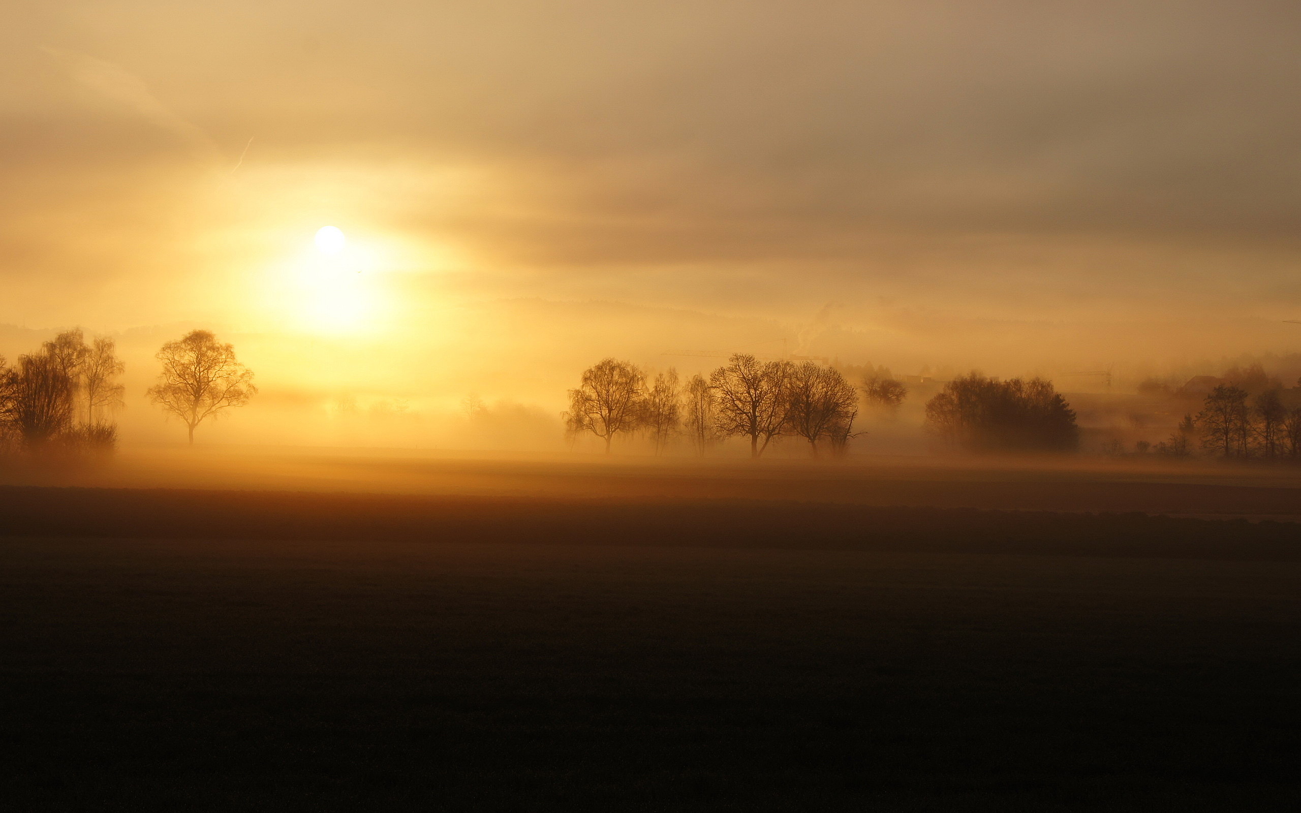 Fogy Field And A Tree Wallpapers