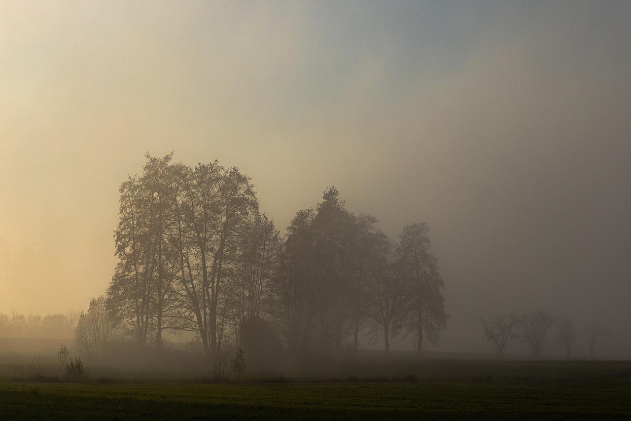 Fogy Field And A Tree Wallpapers