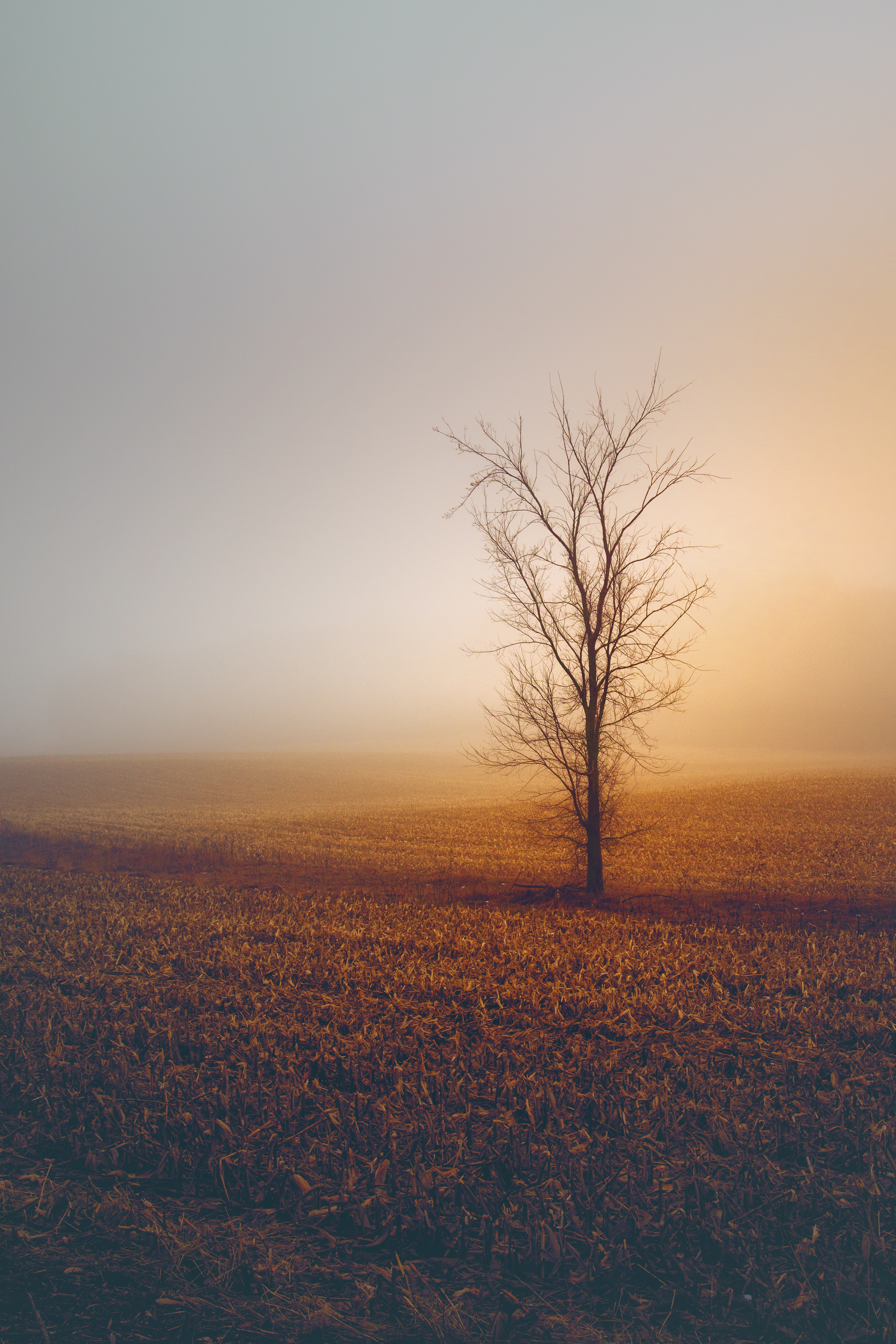 Fogy Field And A Tree Wallpapers