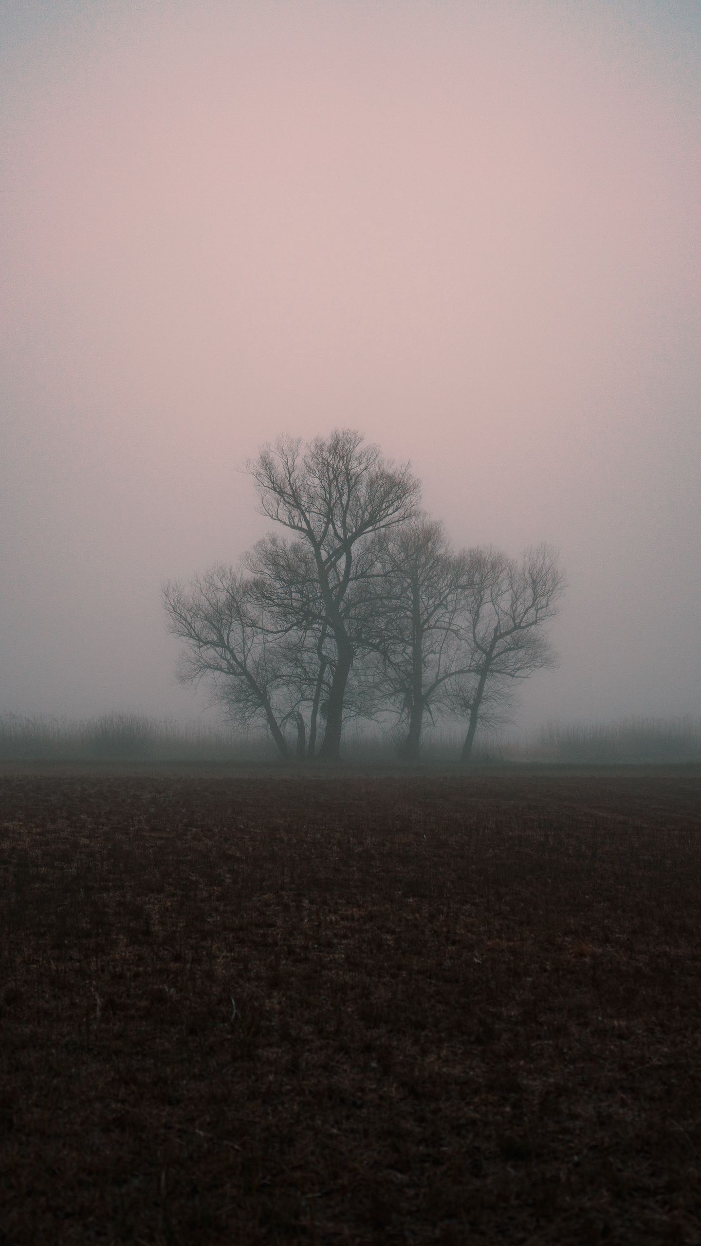 Fogy Field And A Tree Wallpapers