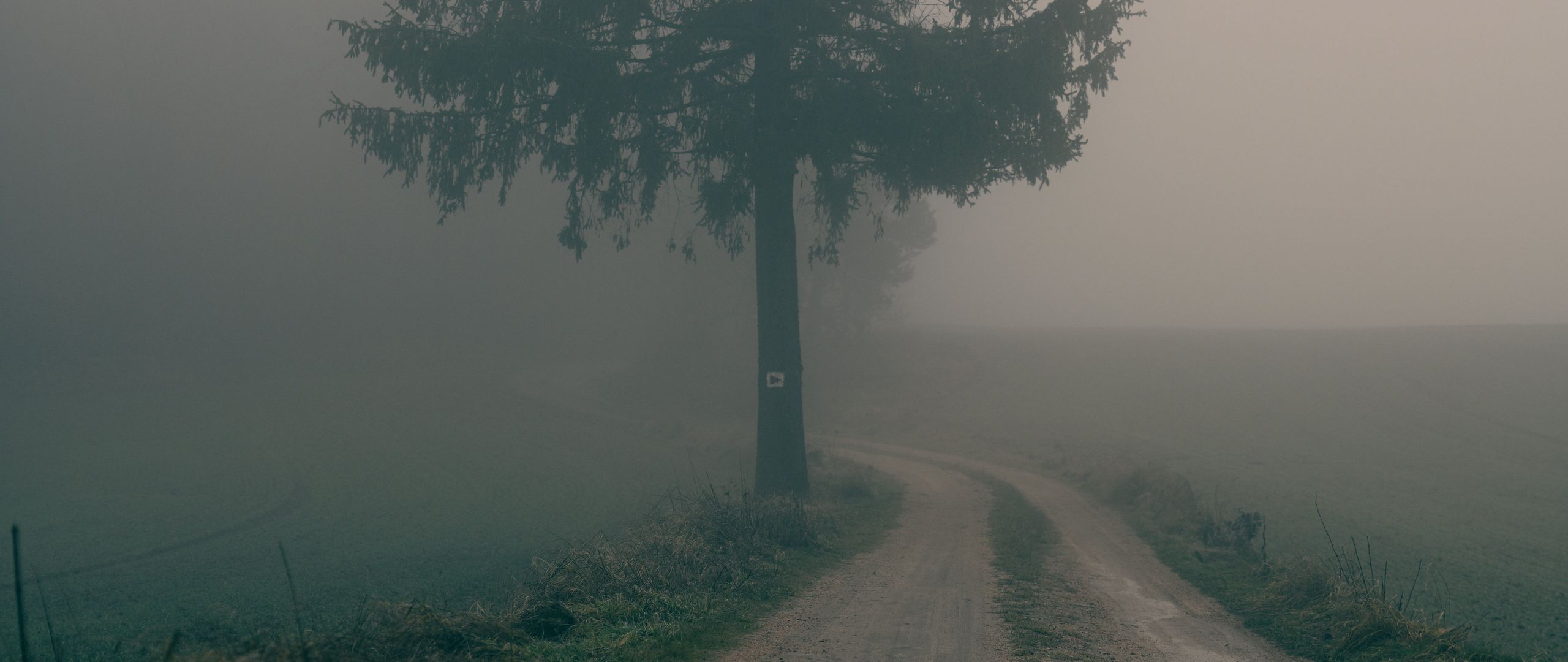 Fogy Field And A Tree Wallpapers