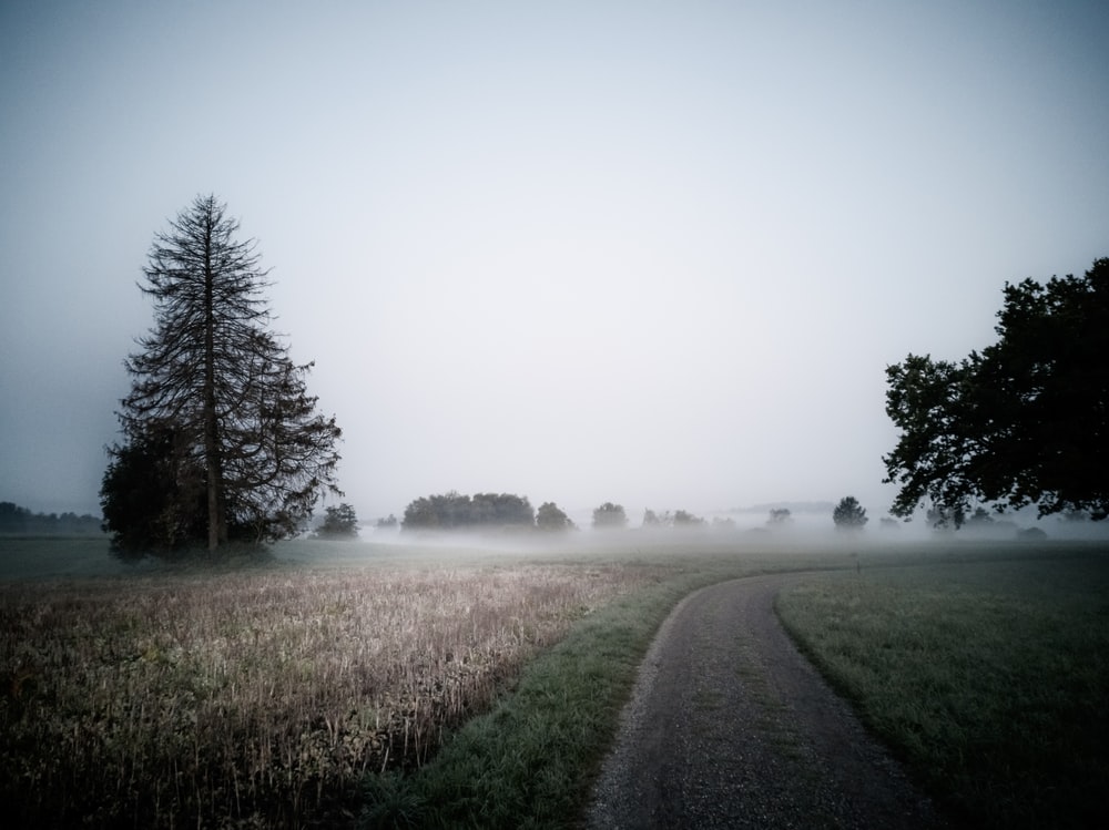 Fogy Field And A Tree Wallpapers